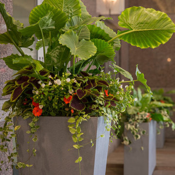 Summer Flower Containers & Annual Display