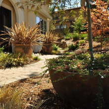 Frontyard
