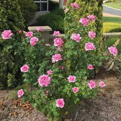 yves piaget rose for sale
