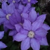 Diane Fleming's photo
