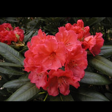 rhododendrons