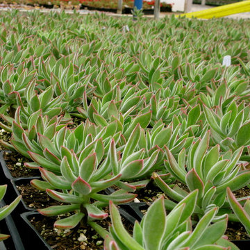 echeveria pulv-oliver