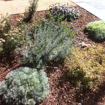 Formal Garden with low water plants to replace traditional Cottage plants