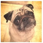 Duke's Daily Tip's photo