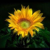 Phyllis Paolello's photo
