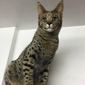 Chris Navarro's photo