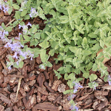 West Los Angeles Lawn Removal Makeover