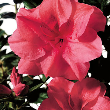 Encore Azalea Autumn Princess™