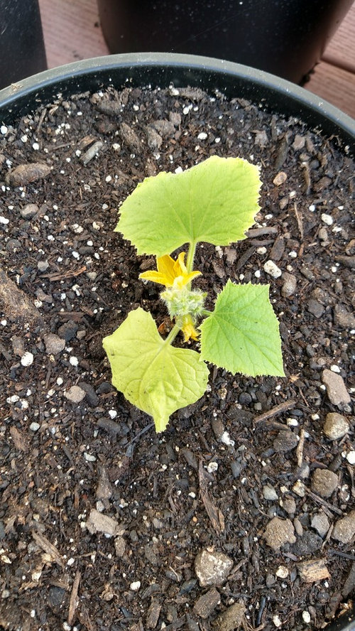 Cucumber plants leaves turning white/yellow