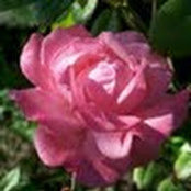 Amanda Peck's photo