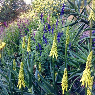 Sonoma County Garden