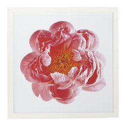 Peony Bloom Wall Art - Coral - Artwork