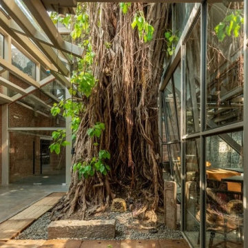 Banyan Tree cafe