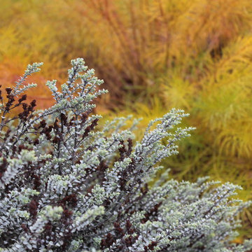 Marcia's front garden