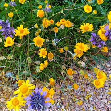Fall Flower Fireworks