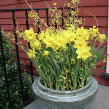 CONTAINER GARDENS