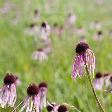 Pale Purple Coneflower