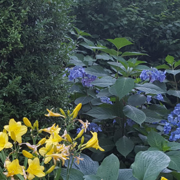 Urban Woodland garden