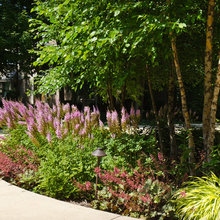 River birch garden