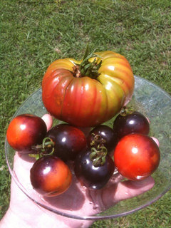 Black Pineapple Tomato (aka Ananas Noire): Verdict | Houzz Forum