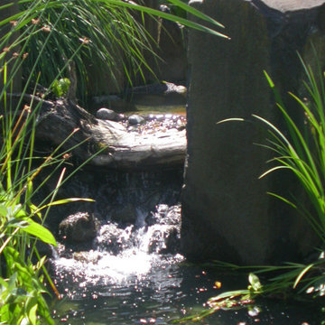Riffle in stream