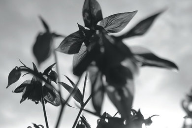Schwarz - Weiß Fotografie