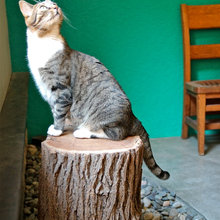 Pets at Home