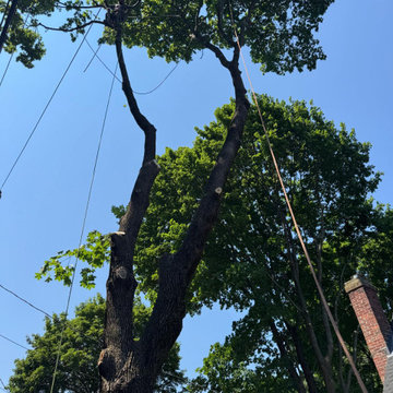 Professional Tree Trimming and Safe Branch Reduction