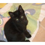 Sibet PetRescue's photo