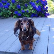 Susan Garoutte's photo