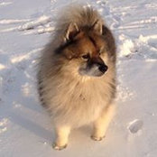Sharon Levin's photo