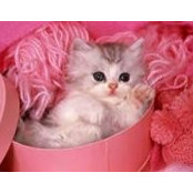Sadia Ehsan's photo