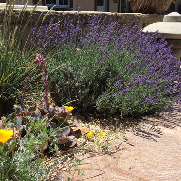 Montecito Drought Garden