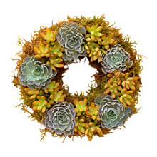 succulents