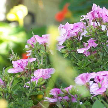 Pelargoni