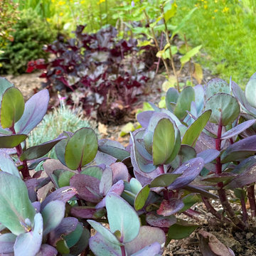 Blue Pearl sedum
