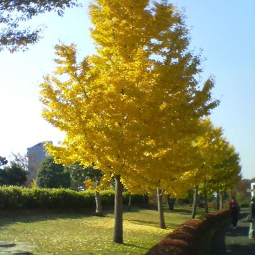 Gingko Biloba