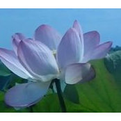 Sarvinaz Mubaracova's photo