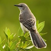 Bird Mockings foto