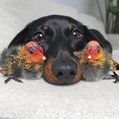 Foto von Crystal Albarran