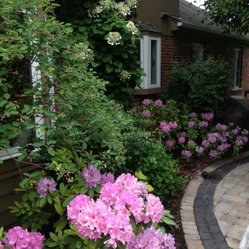 Rhododendrons