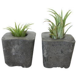Contemporary Indoor Pots And Planters Square Concrete Air Plant Holders, Charcoal, Set of 5
