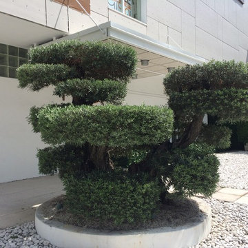 Olive tree sculpture