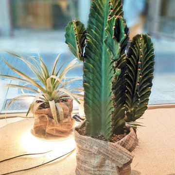 Urban Jungle _ MurciaDiseña 2018