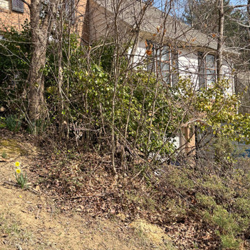 Before Photo of Front Yard