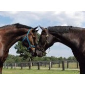Pat Couturier's photo