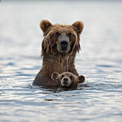 wxcbear
