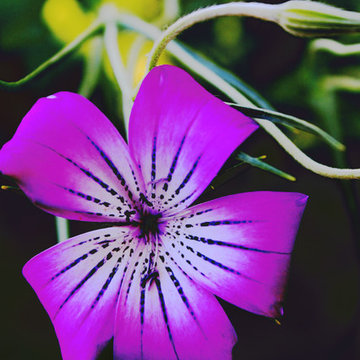 Nature on Walls / Purple Flower