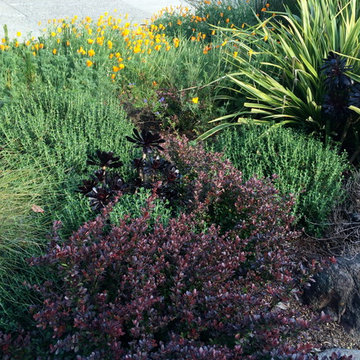 San Rafael Hillside renovation