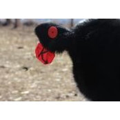 Lory Wings foto